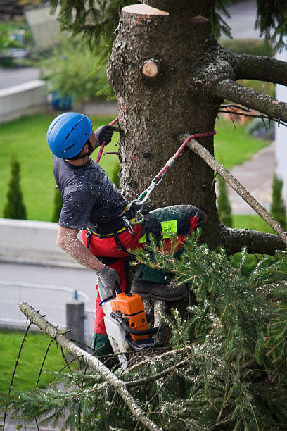 How Our Tree Care Process Works  in  Ranson, WV