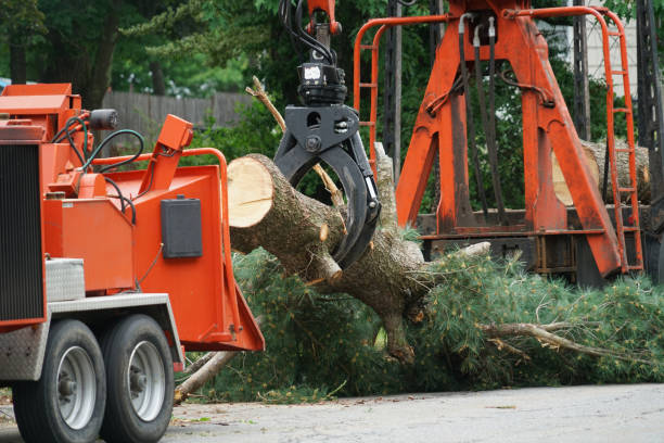 Reliable Ranson, WV  Tree Services Solutions